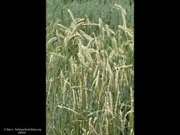 Winter rye, Secale cereale