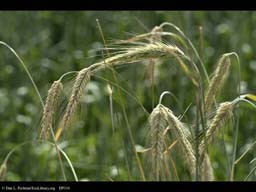Winter rye, Secale cereale