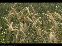 Winter rye, Secale cereale