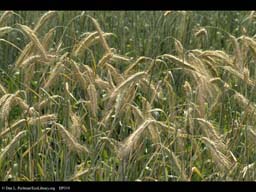 Winter rye, Secale cereale