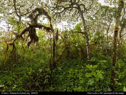 Panorama of a daisy forest, Galápagos Islands