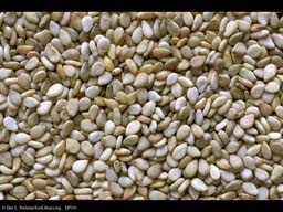 Sesame seeds, Sesamum indicum