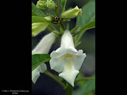 Sesame, Sesamum orientale, in flower