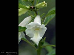 Sesame, Sesamum orientale, in flower