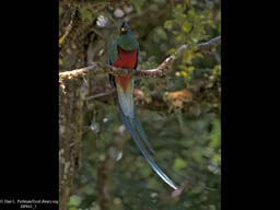 Sexual Selection: Male Quetzal Coloration, Costa Rica