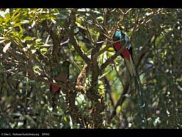 Sexual Selection: Male and Female Quetzals, Costa Rica