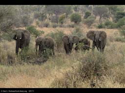 Family of elephants without adolescent male, Tanzania