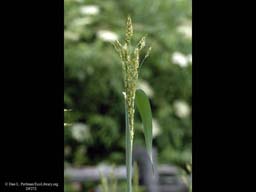 Seedhead of sugar sorghum, Sorghum bicolor