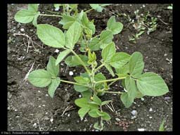 Soy beans, Glycine max