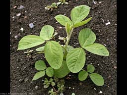 Soy beans, Glycine max