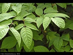 Spikenard or udo, Aralia cordata
