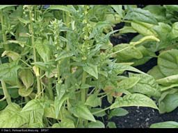 Spinach, Spinacia oleracea