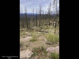 Succession four years after forest fire 2