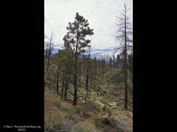 Succession four years after forest fire 4