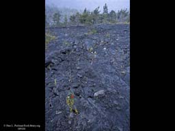 Primary succession on lava flow Hawaii
