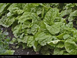 Sugar beet, Beta vulgaris