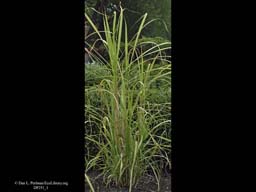 Sugar cane, Saccharum officinarum