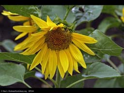 Sunflower, Helianthus annuus