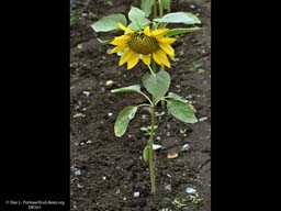 Sunflower, Helianthus annuus