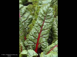 Swiss chard, Beta vulgaris