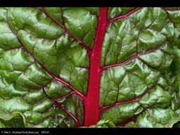 Swiss chard, Beta vulgaris