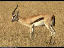 Thomsons gazelle marking territory