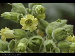 Flower of tobacco, Nicotiana tabacum