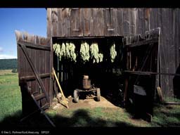 Tobacco leaves drying, Nicotiana tabacum
