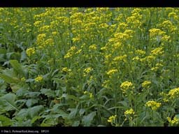 Turnip, Brassica rapa, in flower