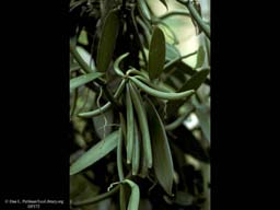 Vanilla beans, Vanilla fragrans