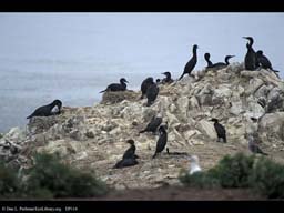Variation in nest behavior in cormorants, California