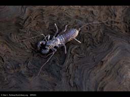 Whip scorpion, vinegaroon or uropygi, Arizona, USA
