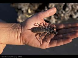 Whip scorpion or vinegaroon on hand, Arizona, USA