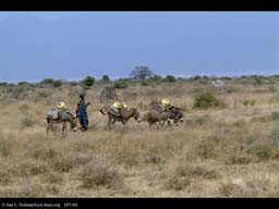 Transporting water via donkey, Tanzania