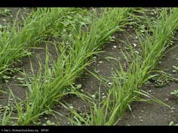 Durum wheat, Triticum durum