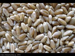 Hard red spring wheat, Triticum