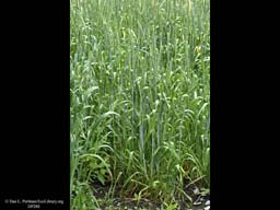 Wheat, Triticum aestivum