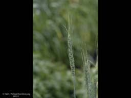 Wheat, Triticum aestivum