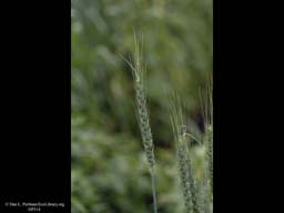 Wheat, Triticum aestivum