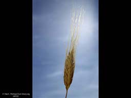 Wheat, Triticum, fruiting head
