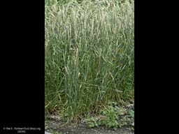 Winter wheat, Triticum aestivum