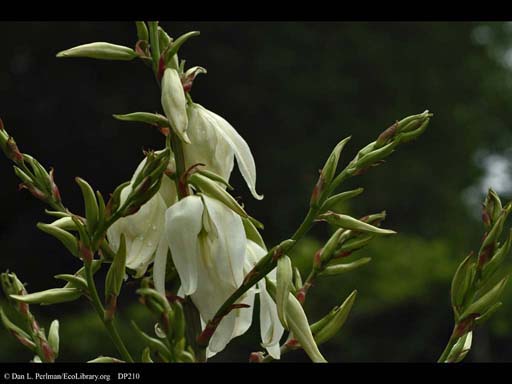 Flowers of adam's needle, <i>Yucca filamentosa</i>