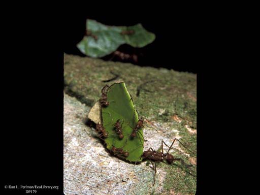 Leaf cutter ant riders on leaf, Costa Rica