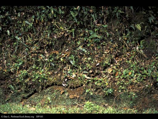 Leaf cutter ant trail in bank, Costa Rica