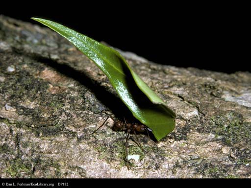 Leaf cutter ant carrying big leaf, Costa Rica