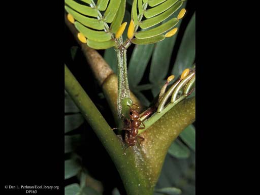 Bullhorn acacia and ant mutualism: ant feeding at extra-floral nectary, Costa Rica