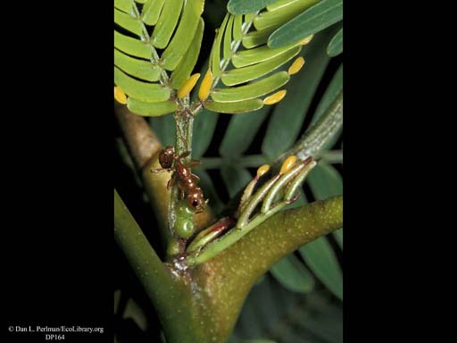 Bullhorn acacia and ant mutualism: ant feeding at extra-floral nectary, Costa Rica