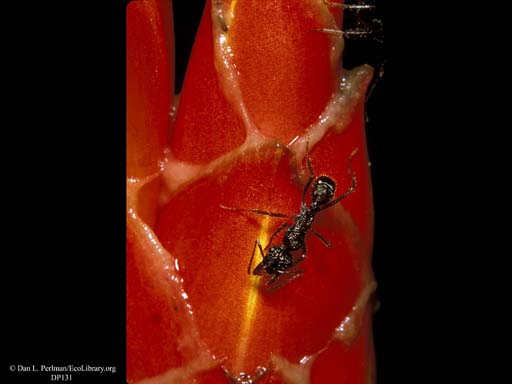 Ant at extra-floral nectary, Costa Rica