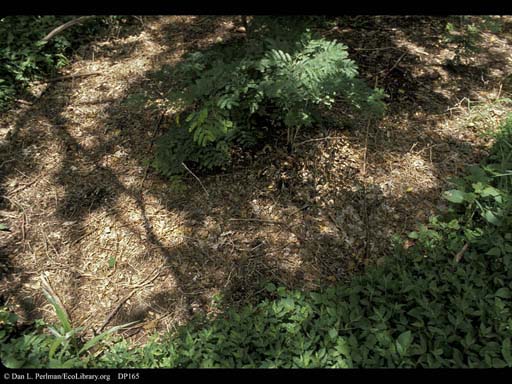 Bullhorn acacia and ant mutualism: ant-cleared area around tree, Costa Rica