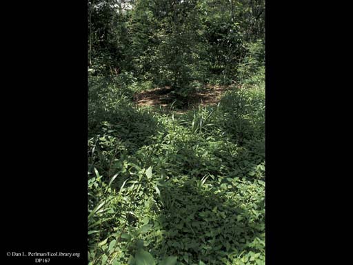 Bullhorn acacia and ant mutualism: ant-cleared area around tree, Costa Rica